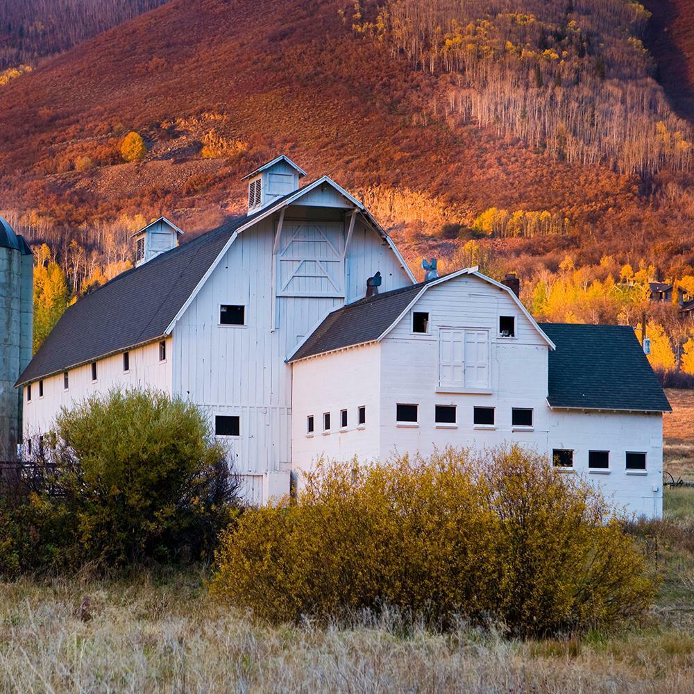 Fence Paint 5 Gallon White Exterior Barn Livestock-Safe Blistering Resistant